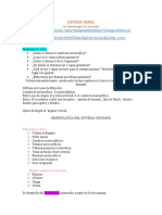 SISTEMA RENAL Morfo