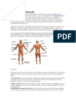 Sistema Muscular B3