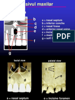 Radiologie Cu Anatomie