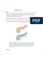 Anatomia: Cabeça