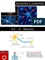 6.5 Neurons Synapses