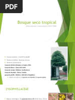 Bosque Seco Tropical 1 - Bulnesia Arborea