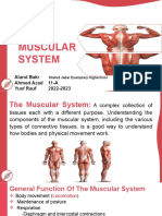 Muscular System 