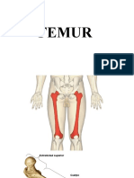 Femur Rouviere