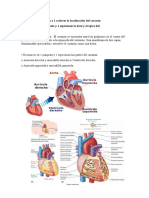 Sistema Cardiovascular