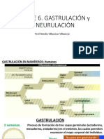 CLASE 6. Gastrulación y Neurulación