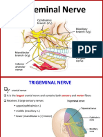 Trigeminal Nerve