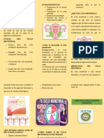 Trifolio Ciclo Menstrual 2