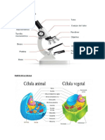 Partes Del Microscopio