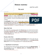 Anatomy Lec 13