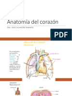 Anatomia Del Corazón