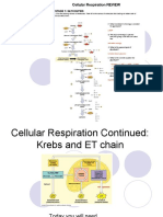 3.2.2 Krebs and ET Chain