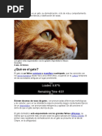 Te Explicamos Qué Es Un Gato Informe Final