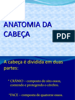 Anatomia Cabeca