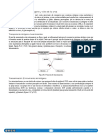 5.03 Metabolismo Del Nitrógeno y Ciclo de La Urea