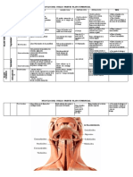 Musculos Del Cuello DE FRENTE PLANO SUPERFICIAL