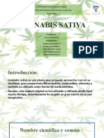 Cannabis Sativa