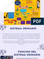 Sistema Urinario PDF