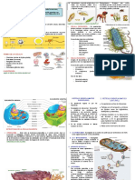 La Celula Procariota y Eucariota