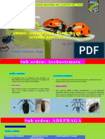 Especies de Coleoptera