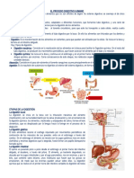 El Proceso Digestivo Humano