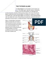 The Thyroid Gland PDF