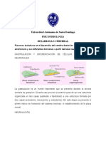 Desarrollo Cerebral