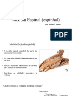 Aula 5 - Medula Espinal (Espinhal)