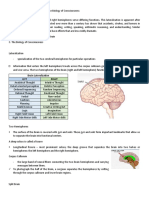 Lesson 5 Brain Hemisphere