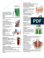 Anatomia Musculos