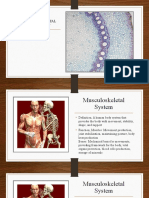 Musculoskeletal Assessment