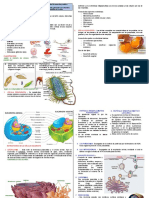 Información de La Estructura y Organización Celular