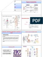 2 - Organes Lymphoïdes