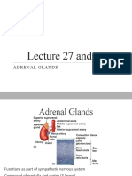 MBS231 Endo Lecture 27 and 28