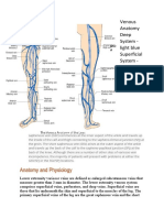 2023 Vein Anatomy