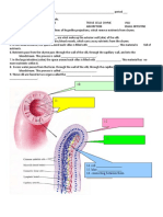 Villi Worksheet