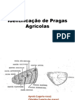 Identificação de Pragas Agrícolas - Mariposas