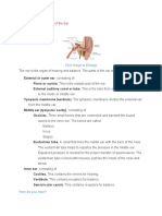 Anatomy of Ear