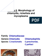 Theme 6 Chlamydia