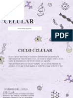 Ciclo Celular