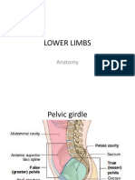 Lower Limb