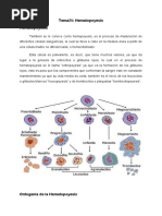 Tema 25 Hematopoyesis