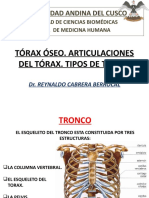 Torax Osteologia