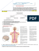 Sistema Nervioso Humano