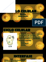 2p 7 Ciclo Celular