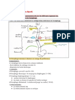 Copie de Anatomie S2