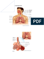 Iv. Anatomy and Physiology