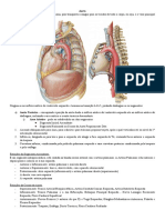 Aorta