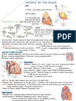 Cardiac Anatomy