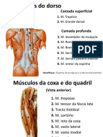 Grupos Musculares